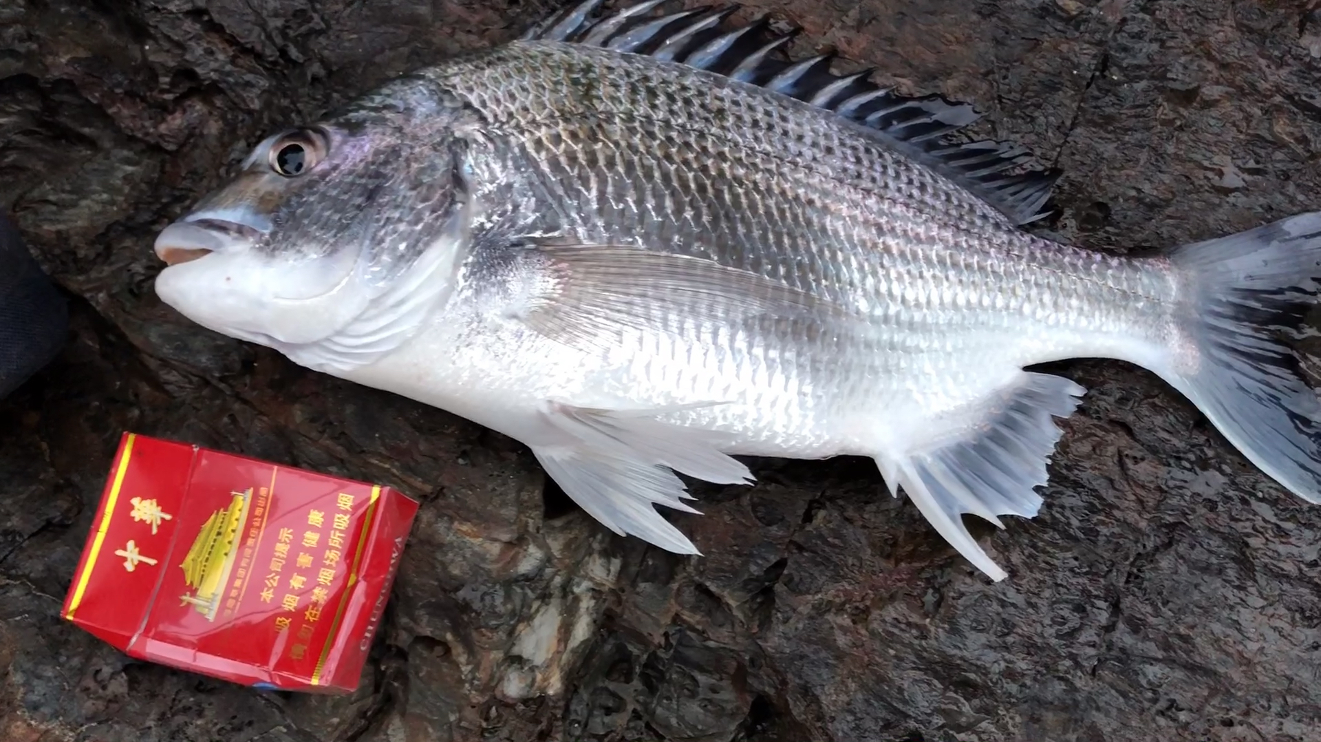 小伙上岛钓获珍贵大白腊、黄鸡,海里怪兽也上来了