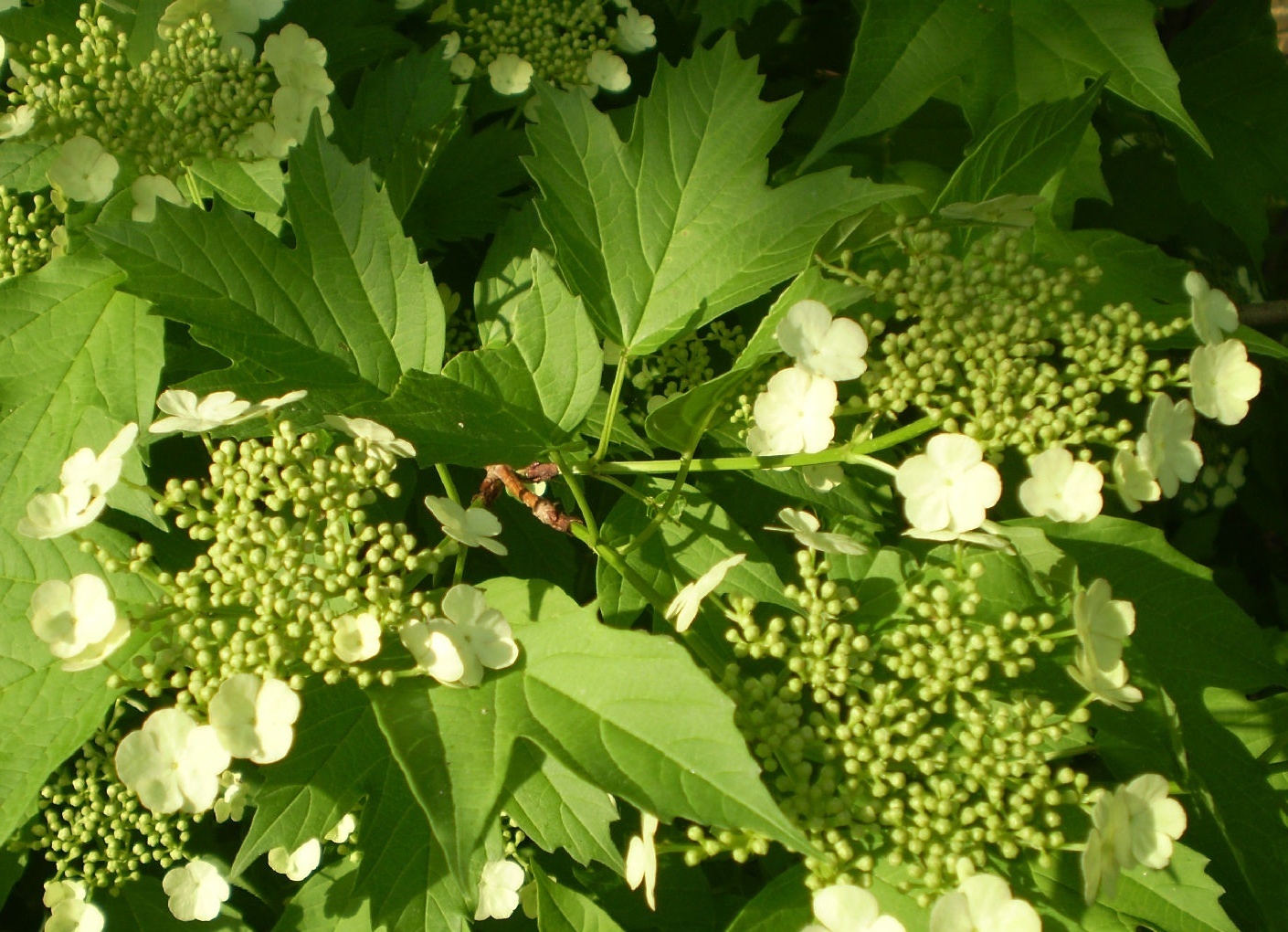 荚迷花知识科普,教你轻松识别荚迷花