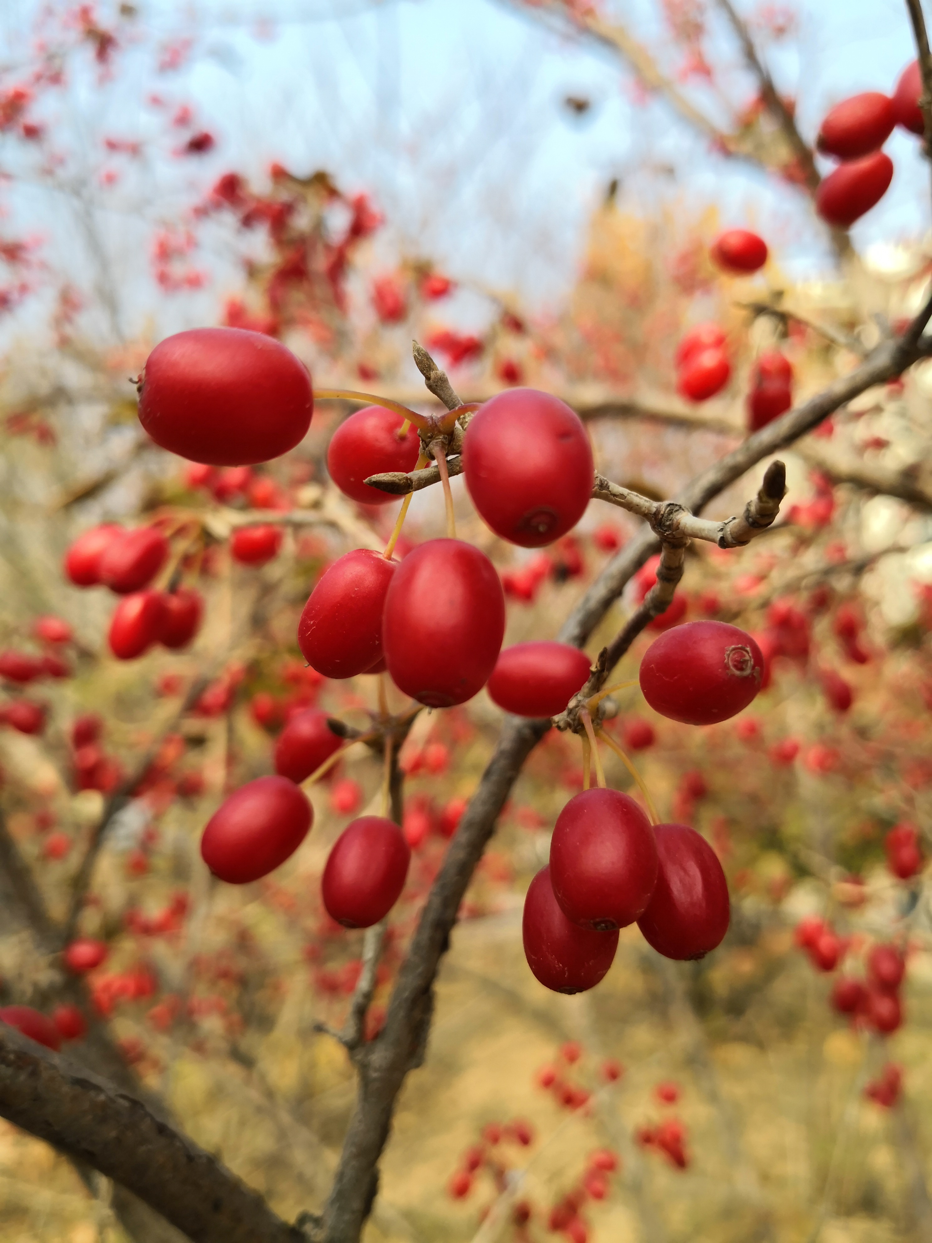 冬赏山茱萸,枝无叶果更红,芽苞蓄势待春风