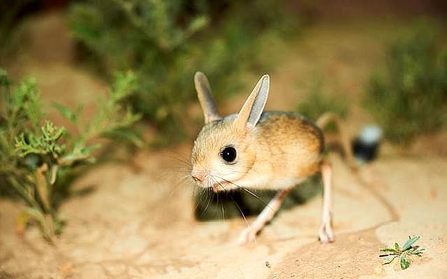 第四种,戈壁熊.