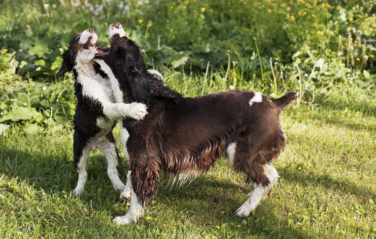 史宾格猎犬的饲养,它疾病的预防,以及日常生活的护理!