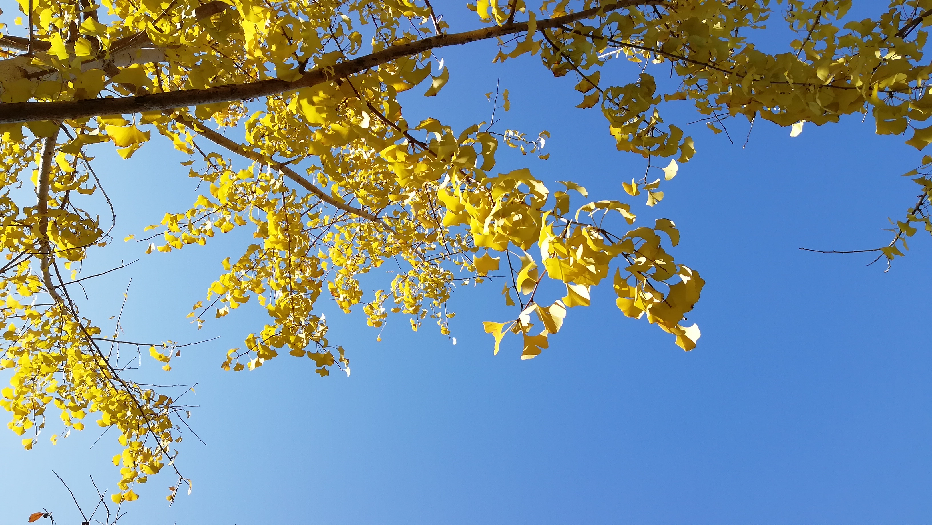 蓝蓝的天空,黄黄的银杏