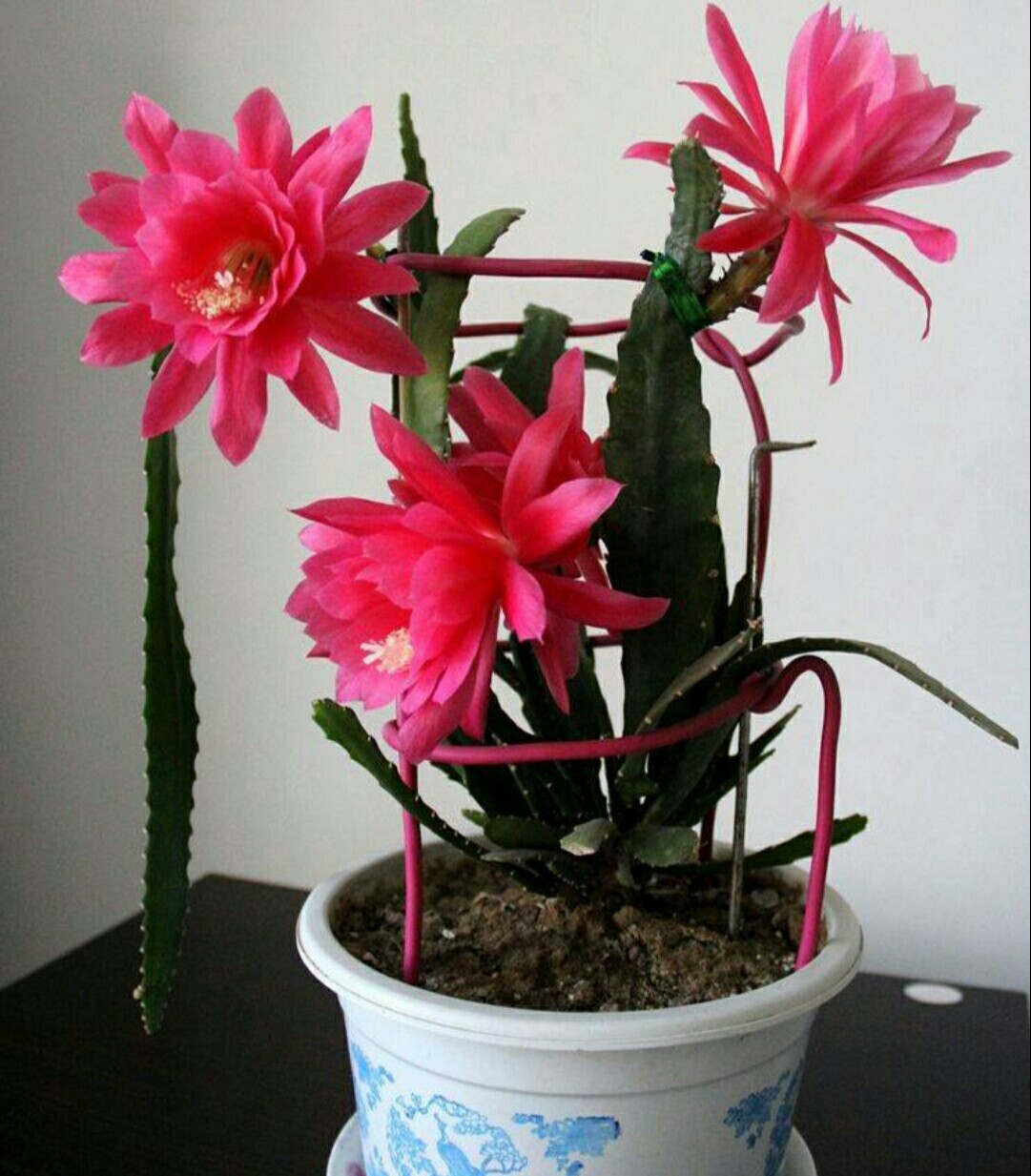 春季适合花卉繁殖,"1段小茎叶",就能养出美丽的令箭荷花