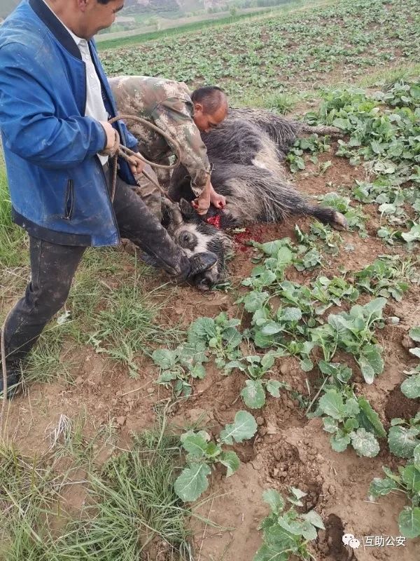 惊险!互助县威远镇一疯牛冲出牛圈危及他人安全被巡警果断击毙