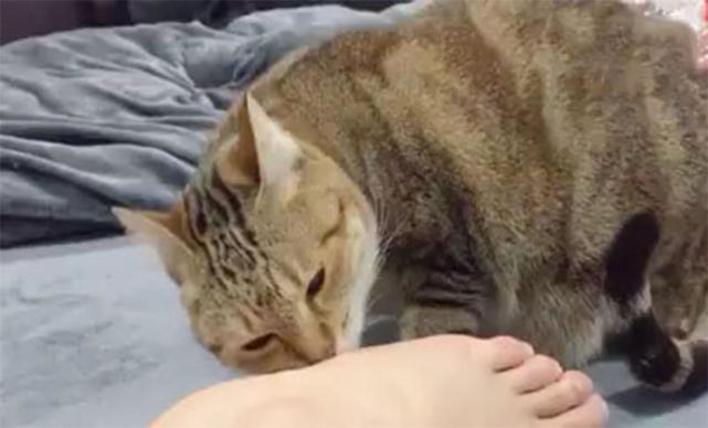 猫咪闻了主人没洗的脚,露出的表情令人笑喷,喵:辣眼睛,辣眼睛