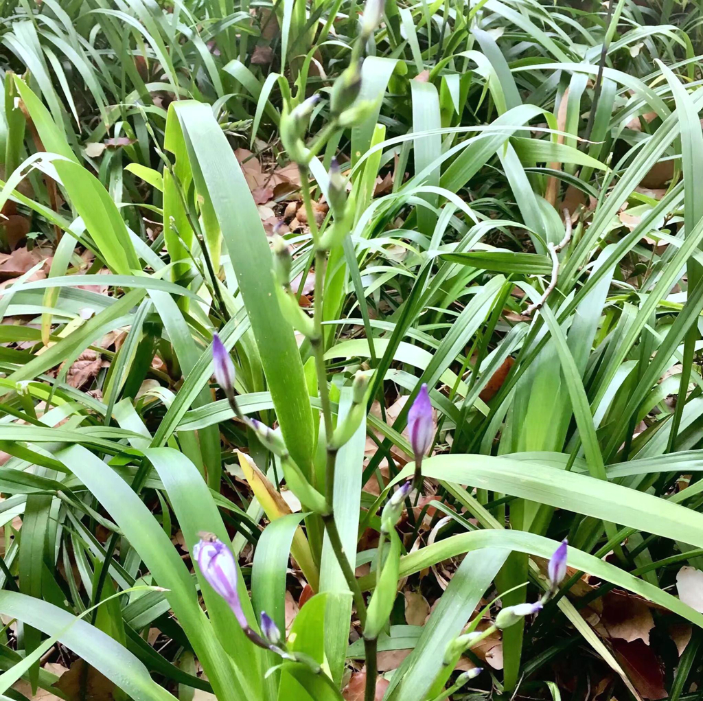 竹植物 - 2020年最新商品信息聚合专区 - 百度爱采购