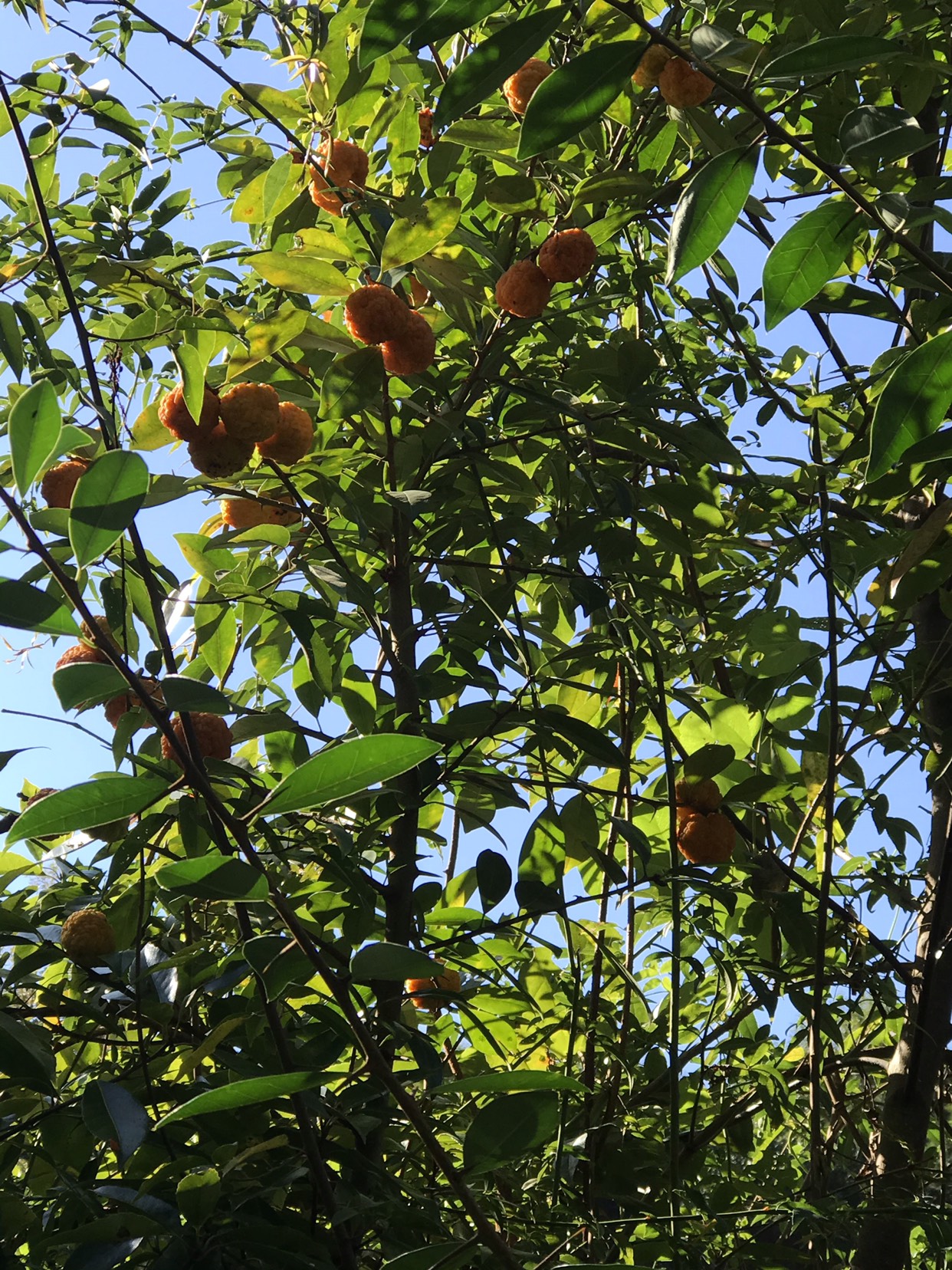 野荔枝,主干也叫帝王木,价值连城