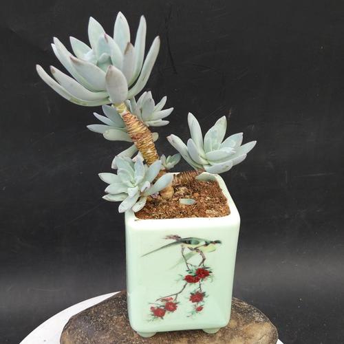 皮实好养,爆盆容易的多肉普货"霜之朝",居家养多肉的不二选择