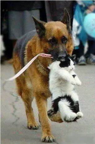 家里的猫狗互殴,打着打着喵骑上狗就跑了?