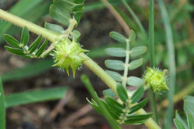 尖尖的刺扎人疼,这种野草会"隐身",小时候常用来戏弄同学