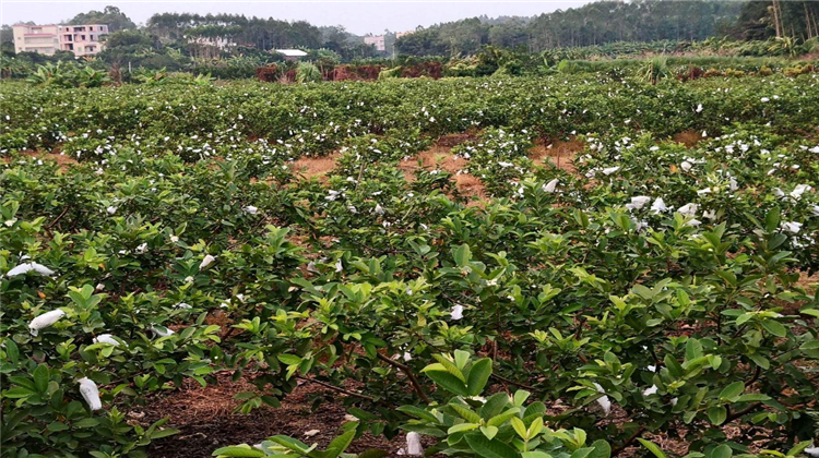 怎样种植番石榴?需要改变施肥思路,这几个施肥方法需要学习