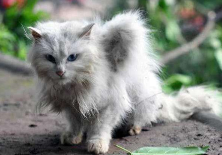 黑蓝虎,是我国古代时期就广为流传的未知虎类,但据说这种老虎在上世纪