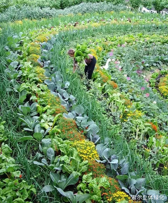 可食地景 · 花园式菜园的设计妙招