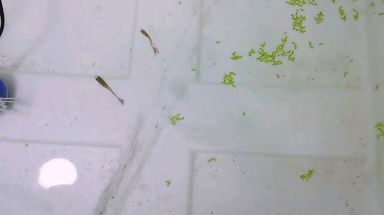 孔雀鱼鱼缸上滤怎样设计才能更好地清理鱼缸中粪便呢?