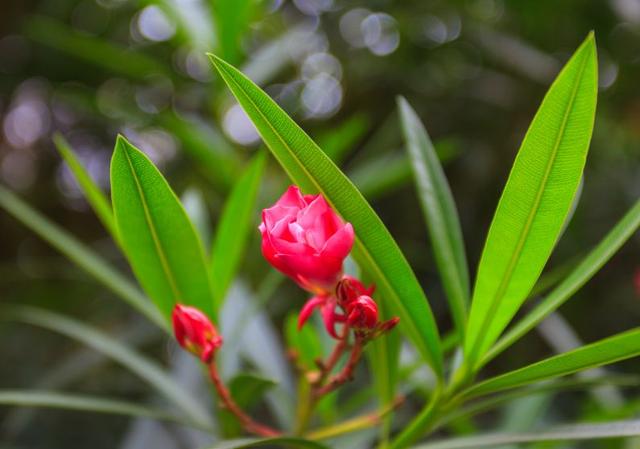 夹竹桃有毒吗(夹竹桃毒性有多强)