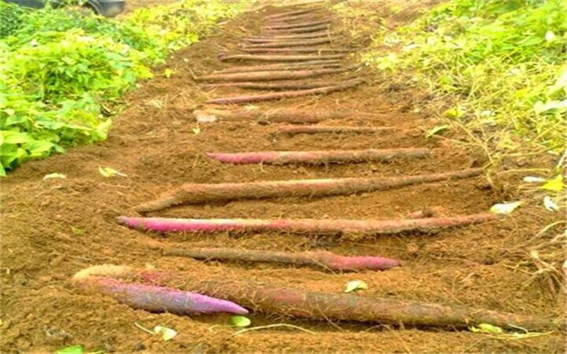 我们常常吃的山药,是怎么种植的