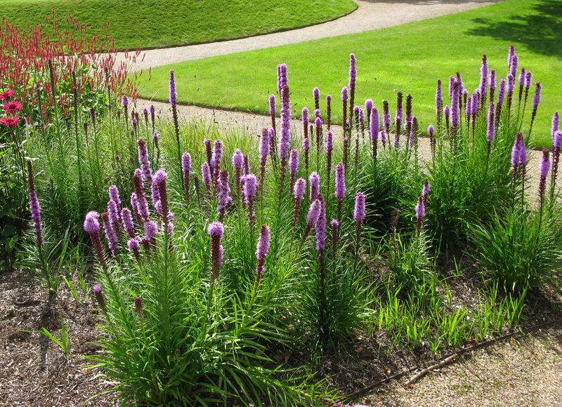 此花被人称为"猫尾花",花型奇特,姿态优雅,养一盆就是赚到