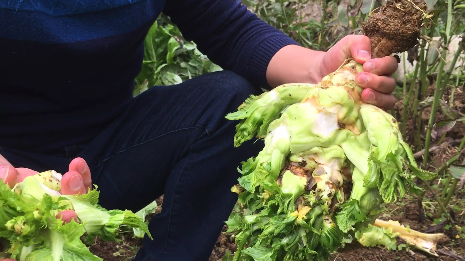 儿菜,在地里,原来是这个样子!