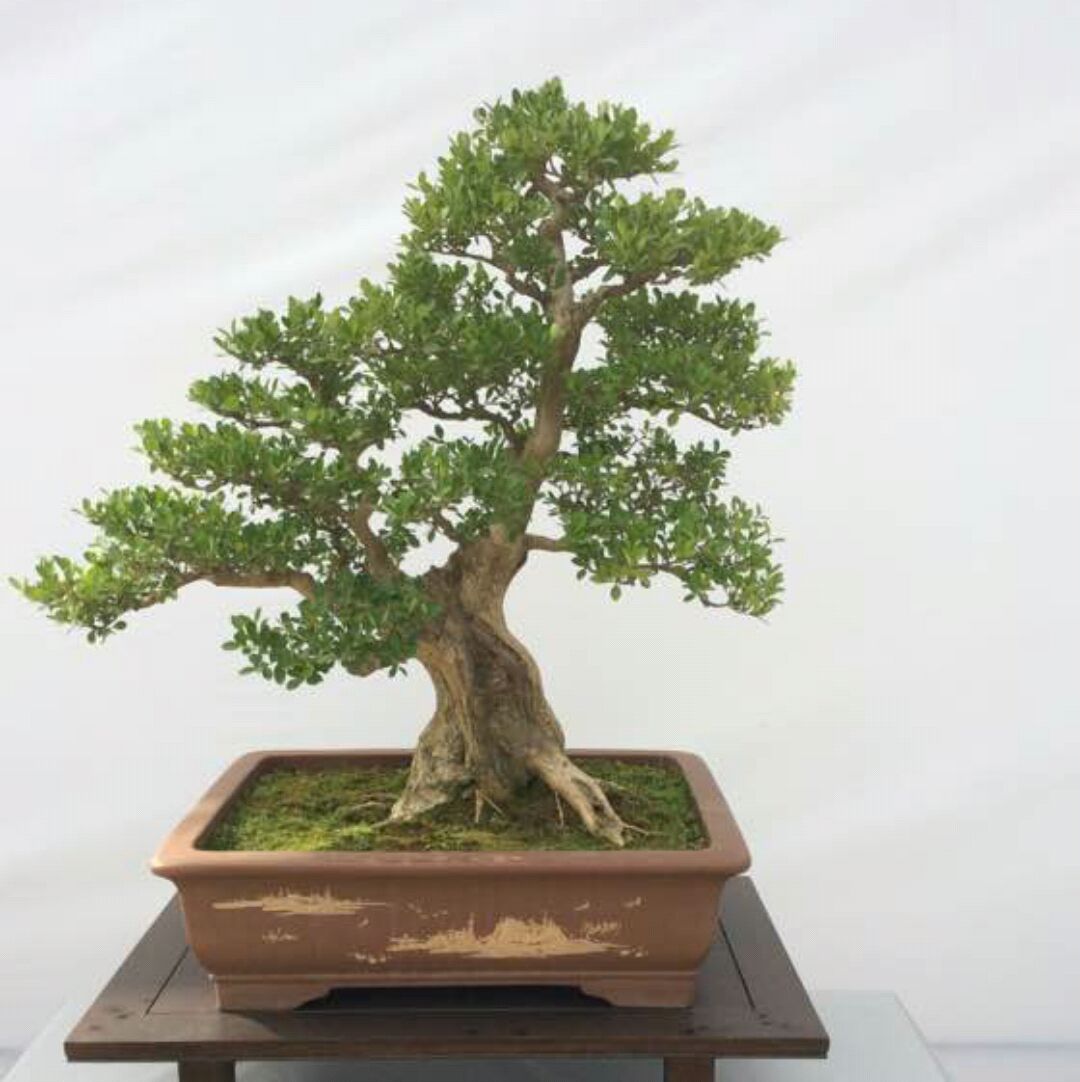 黄杨盆景下山桩养护技巧,假植促生根浇水养护和新芽管理是要点