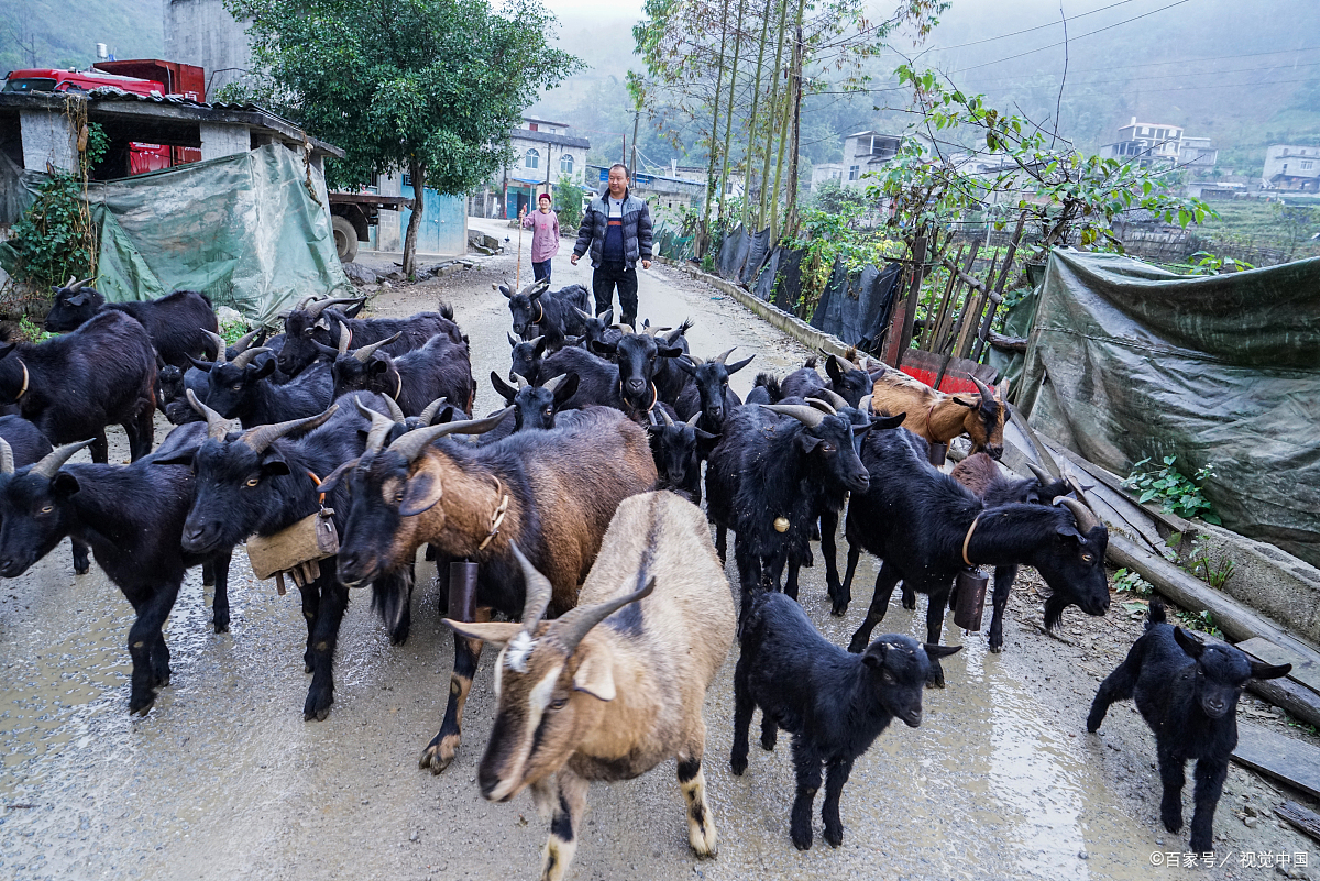 农村放养黑山羊,在家养殖比打工强