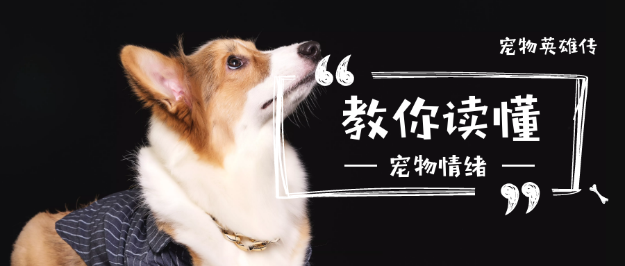 非常可爱的吉娃娃犬 长着一张微笑的脸 萌萌哒 爱言情 爱生活爱言情