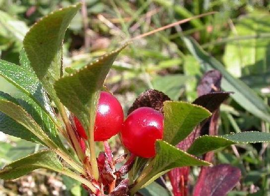 植物知识科普,小编带你了解北极果