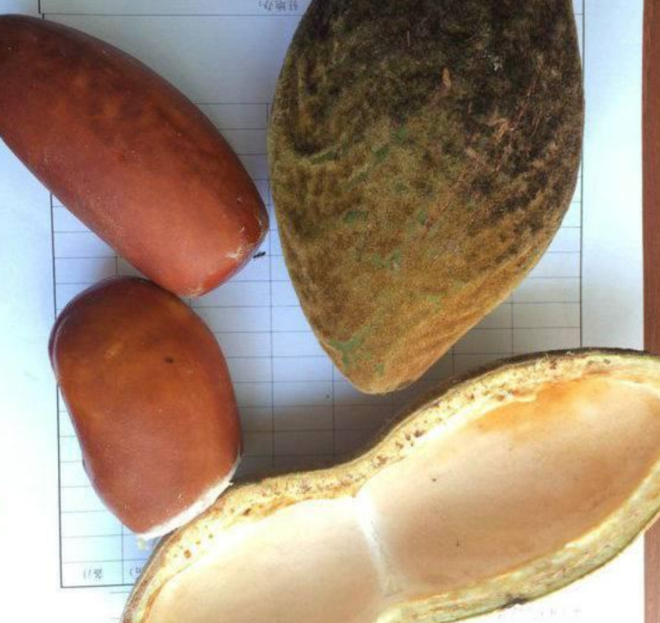 男子在野外钓鱼,却意外捡到一个"巨型花生",竟有一斤重