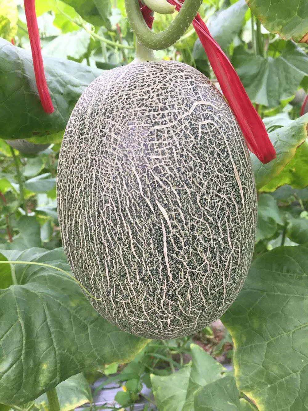 天蜜——一种逐步走向千家万户的哈密瓜