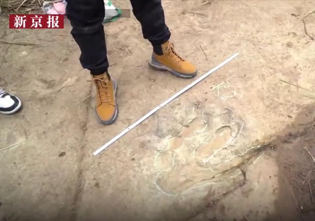 四川发现巨大恐龙足迹 系侏罗纪晚期食肉恐龙留下标题图片