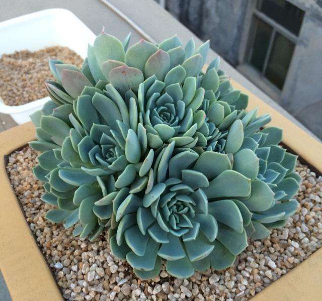 喜欢多肉爆盆的感觉?赶紧养盆能360度无死角生长的千羽鹤吧!