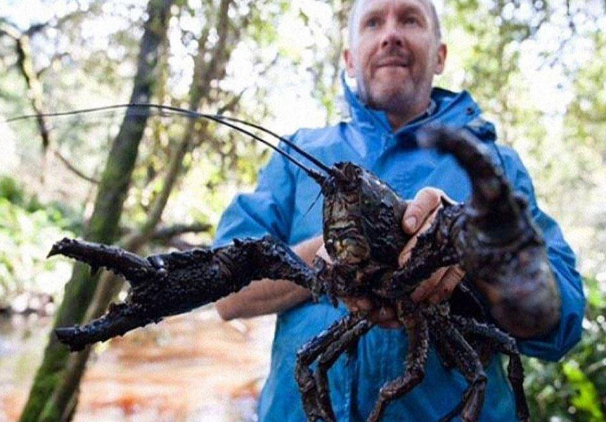 世界上最大的淡水龙虾,这座岛上到处都是,六公斤算是"路人"