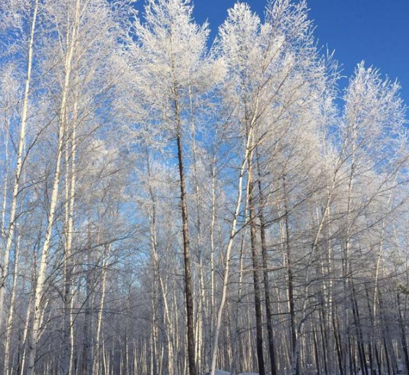 冬天的白桦树图片大全图片