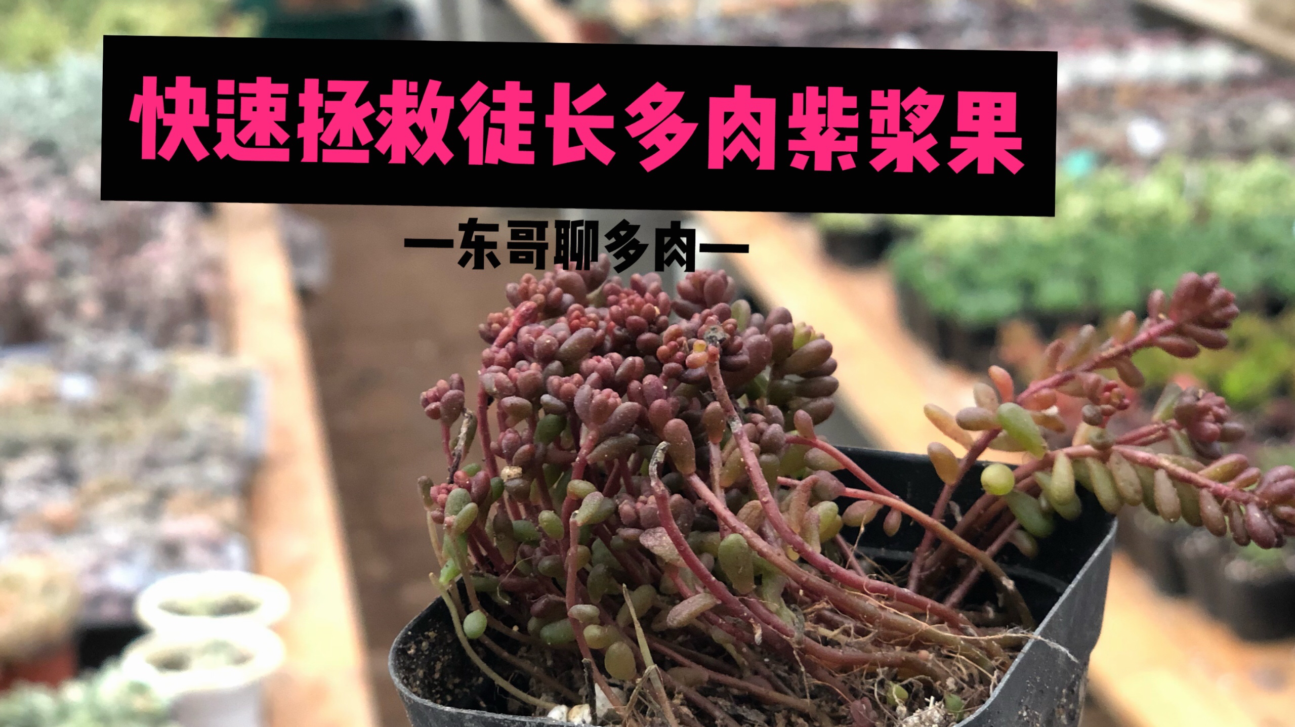 多肉紫浆果徒的直接想扔,东哥教你方法快速变成爆盆多肉