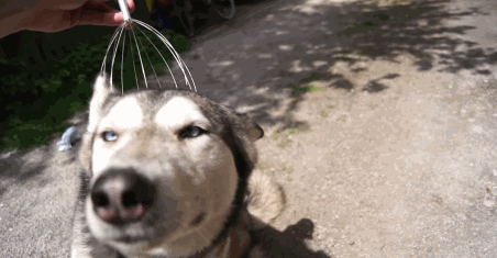 (搞笑动图)分别一个月的二哈与主人重逢场景网友:尴尬