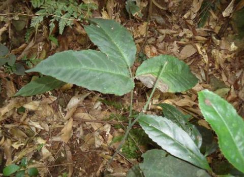 田里这种爬藤草,农民见了就烦,却不知是昂贵的"金线吊葫芦"