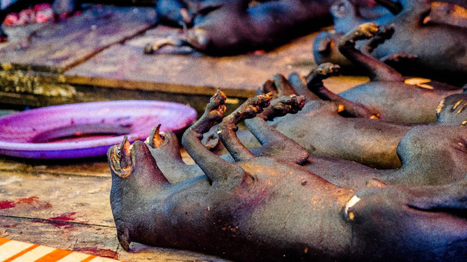 而隔壁则是排列整整齐齐的杀狗摊,整个摊位上的狗全部是被高温烤过的