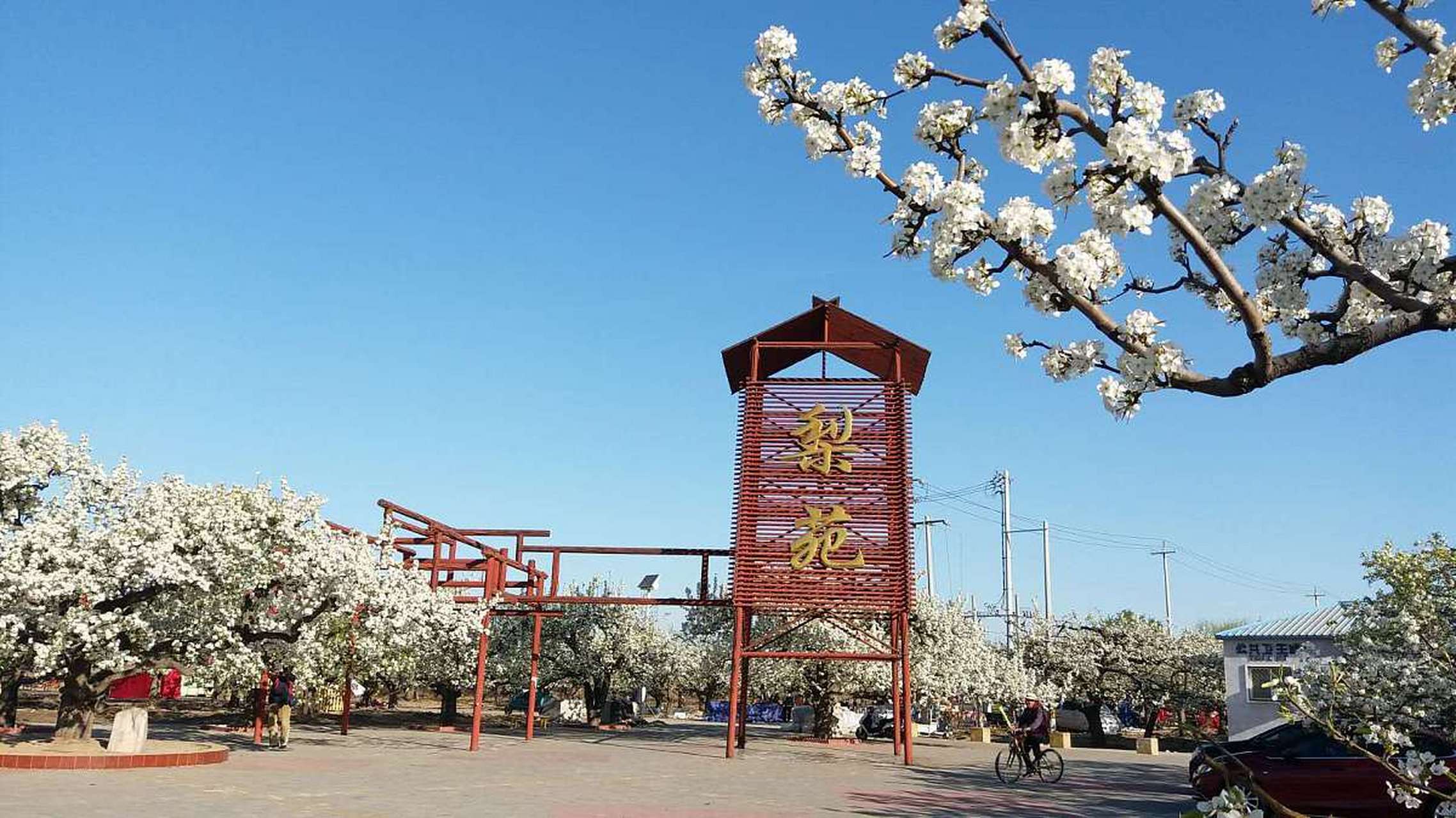 毕业旅行来四川这样耍#  双流大林镇翠湖梨乡以乡村果园生态和城南