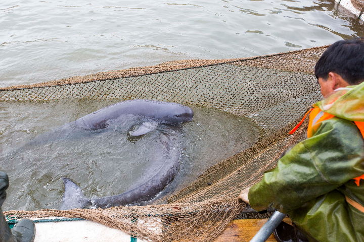 安庆江豚保护区"被瘦身"追踪:针对突出问题即知即改