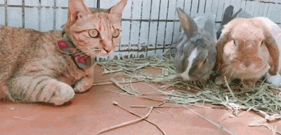 兔子以为猫咪要偷吃它的草,直接打了脸 猫:我招谁惹谁