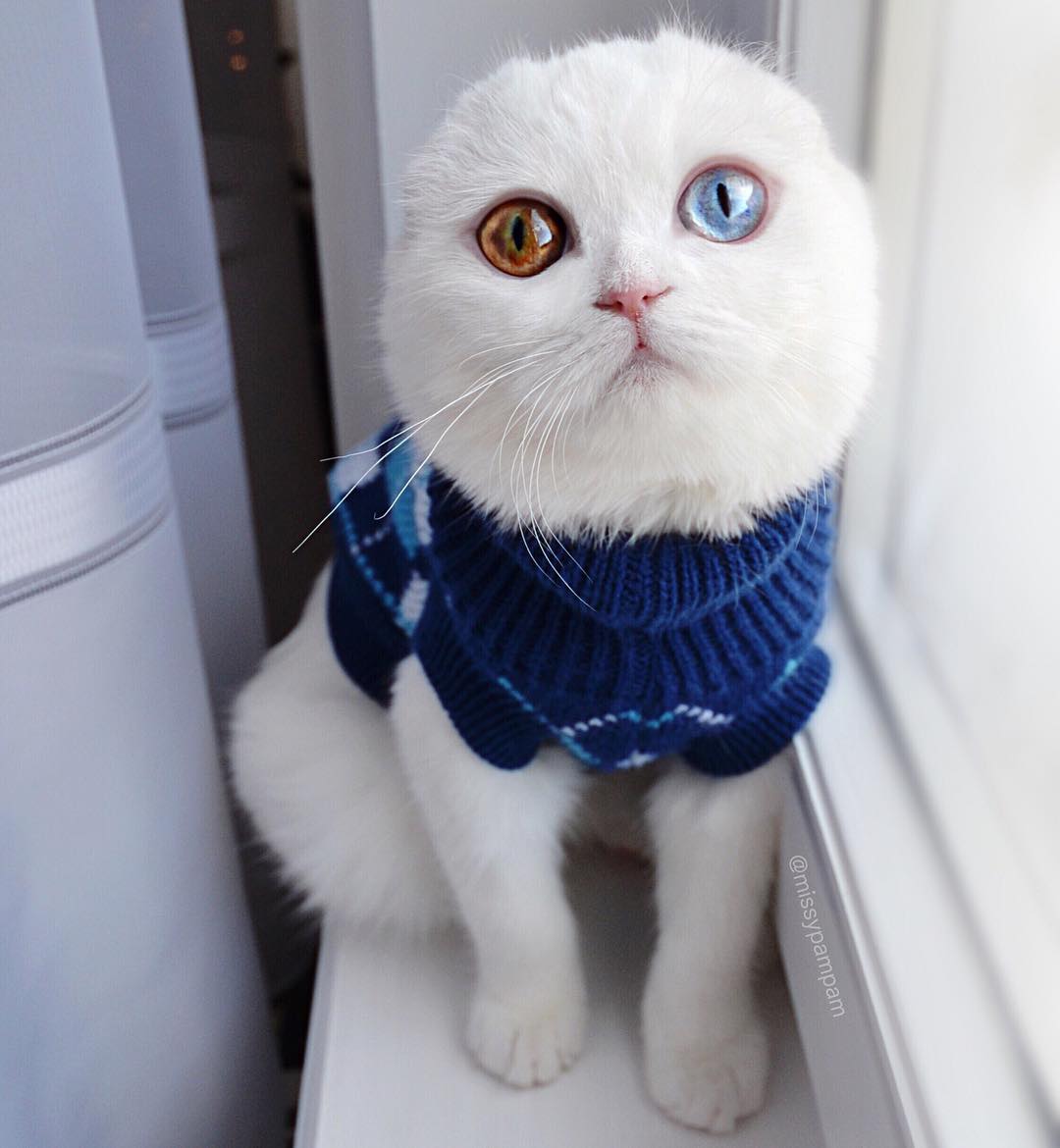 萌到爆炸,这只蓝金色异瞳的猫你能抗拒的了吗?
