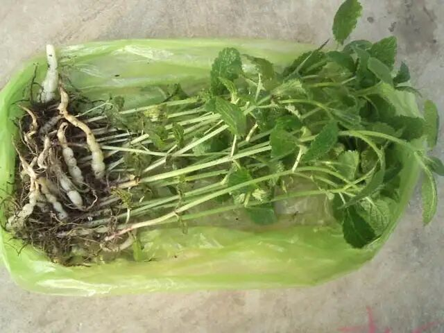 从根茎的外观上看,螺丝菜就像是一根螺丝一样,果实感觉像是结成一股绳