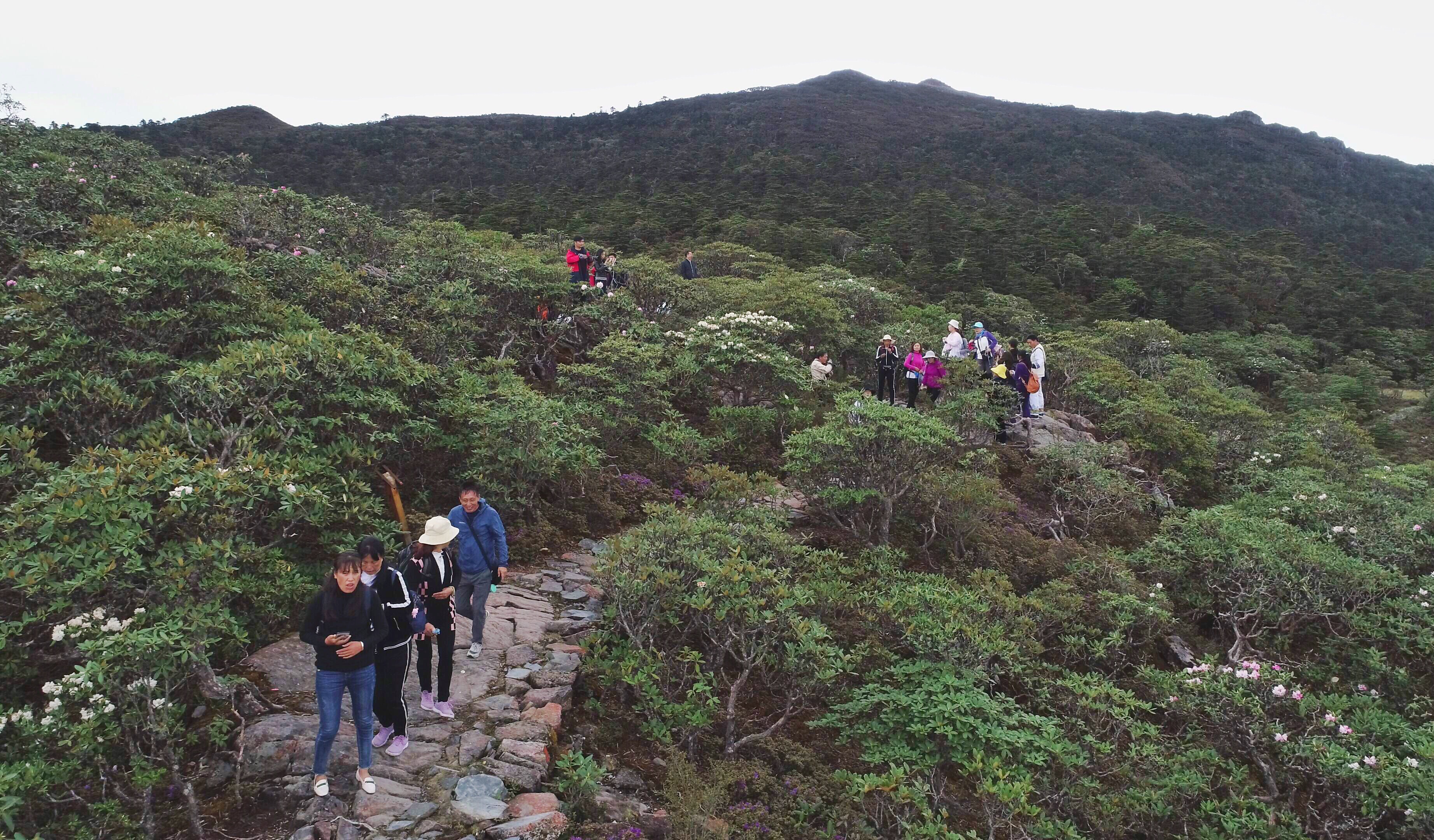 兰坪网老君山歌手传奇图片