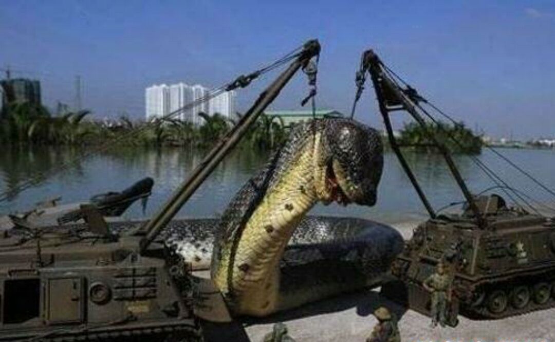 世界上最长的蛇有多长?扒一扒巨蛇桂花的来历!