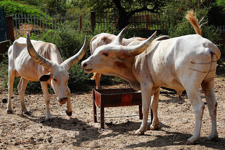 最爱"生小孩"的国家,平均每个妇女要生7.5个,虽然穷但有肉吃