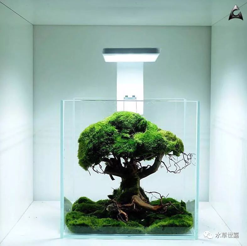 鱼缸里种棵树系列-苔藓缸