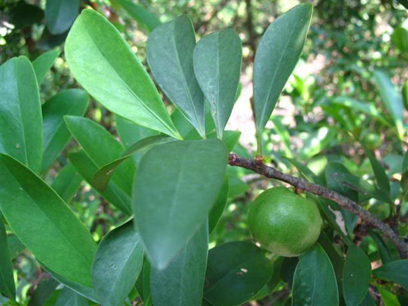 常见植物知识普及——岭南山竹子