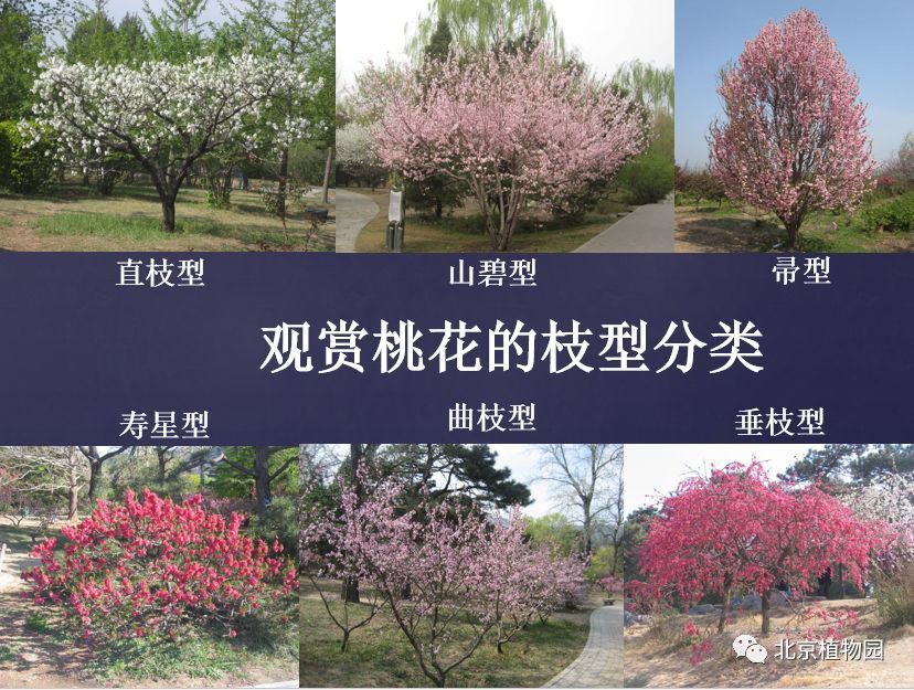 植物"云"科普丨桃花品种赏析(3)
