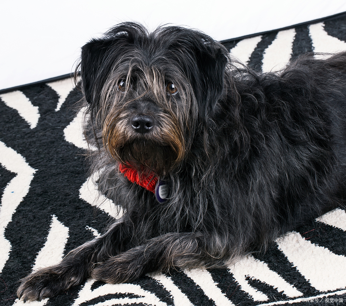 黑色长毛小狗是什么品种