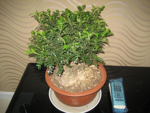 (2)浇水:给清香木浇水,一定要遵循一个原则,那就是不干不浇,一定等到