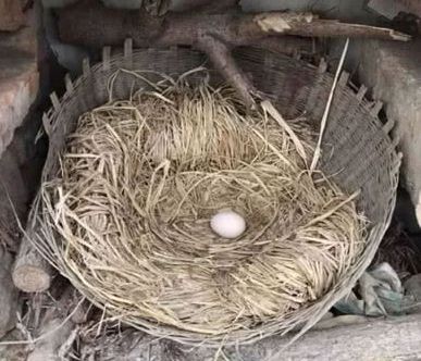 老母鸡下蛋猫咪犯困霸占鸡窝,母鸡回来一爪子下去,猫咪后悔不已